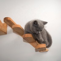 Manufacture Pet Furniture Climbing Stairs Kitty Mounted Wooden Cat Wall Shelf